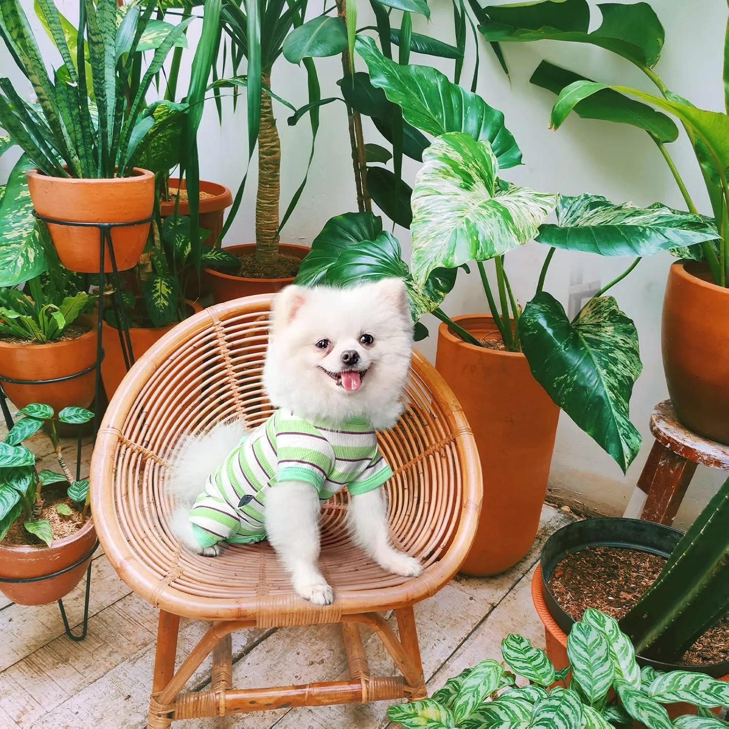 TONY HOBY Dog Jumpsuit 4 Legged Pajamas with Green Stripe, Female Dog Pajamas in Green, White for Small and Medium Size Dogs (Xl)